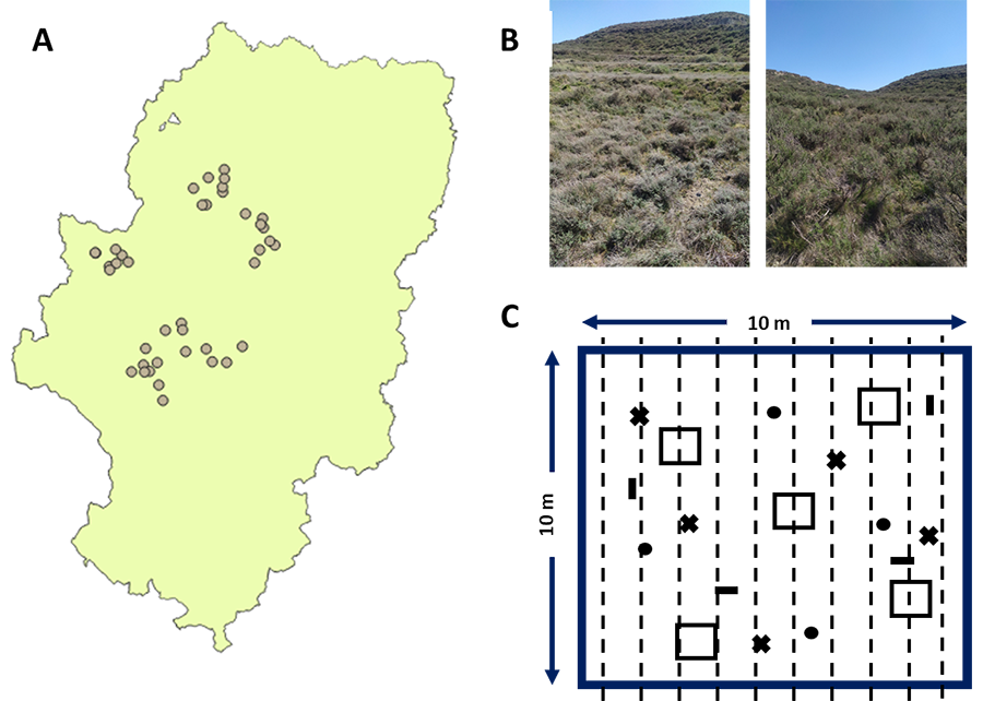 Diseño experimental del estudio. A) localización de los 40 municipios despoblados. B) en cada municipio se establecieron dos parcelas: una en una zona aterrazada de abandono agrícola (izquierda) y otra en una zona sin historia de cultivo (natural) (derecha). C) En cada parcela se tomaron muestras de suelo (X), cobertura vegetal en cuadrantes de 1m x 1m (□), biomasa vegetal (-), y artrópodos mediante trampas pitfall (●) y captura directa con manga a lo largo de transectos (- -) 