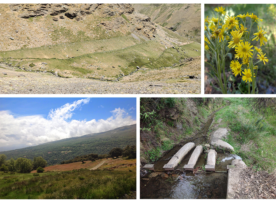 Ejemplos de servicios ecosistémicos (CNP) co-producidos por el sistema de acequias tradicionales de la Reserva de la Biosfera de Sierra Nevada. De izquierda a derecha y de arriba a abajo: pastos bajo acequia para ganadería, hábitat para la biodiversidad; Tephroseris balbisiana (DC.) Holub subsp. elodes (DC.) P. Vargas & Luceños es una especie endémica de los herbazales de megaforbios húmedos de Sierra Nevada); secuestro de carbono y control de la erosión; conocimiento ecológico tradicional (partidor de agua) y agua dulce.