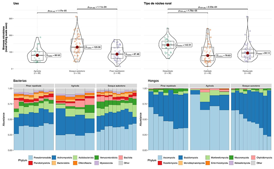 Biomasa microbiana por tipo de uso del suelo (panel superior izquierdo); Biomasa microbiana según tipo de núcleo rural (panel superior derecho); Abundancia de bacterias por uso del suelo (panel inferior izquierdo); Abundancia de hongos por uso del suelo (panel inferior derecho). Se muestran los valores de significación de Kruskal-Wallis y Dunn post hoc test.