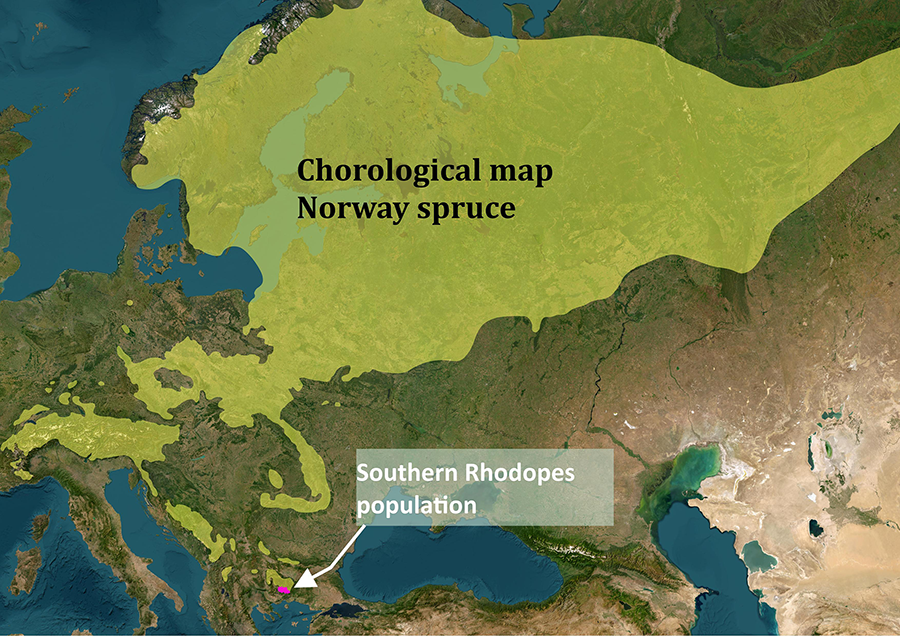 The Norway spruce population of this study (pink-colored) at the southernmost edge of the species’ natural distribution (in yellow). The yellow-colored chorological map is reproduced here after the geographic data published by Caudullo et al. (2017). The base map's source: Esri, Maxar, Earthstar Geographics, and the GIS user community.