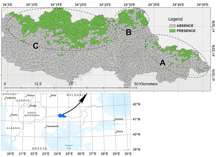 Presence/absence data for the Norway spruce population of Southern Rhodopes. Lower panel: The surveyed area encompasses 110694 hectares, and it is located in the border line between Greece and Bulgaria. Upper panel: The area is divided into 1912 stands. Presence of Norway spruce has been recorded in 500 stands covering 26415 hectares. The populations is distributed in three nuclei: A: population of Trachoni, B: North-Eastern population and C: Western Nestos River population. The Trachoni population nucleus (A) marks the world’s southernmost limit for this species, and its presence has not been reported previously.