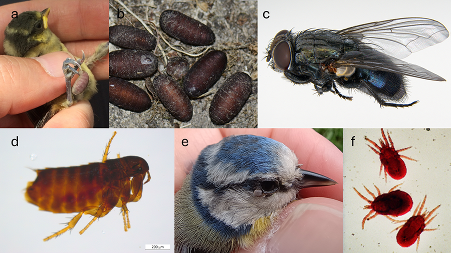 Ejemplos de la diversidad de ectoparásitos que pueden encontrarse en los nidos y cuerpos de herrerillo común (<i>Cyanistes caeruleus</i>), un párido usado como sistema modelo para el estudio de las relaciones ectoparásito-ave