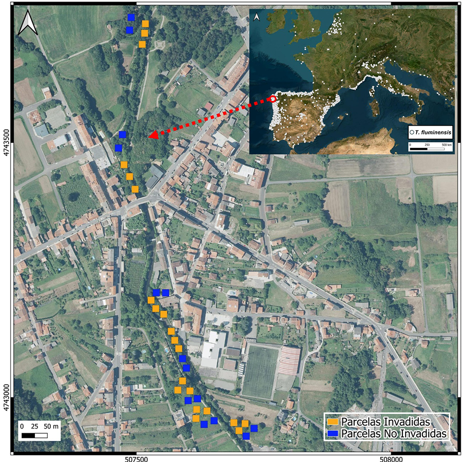 Áreas de muestreo a lo largo del río Tins (Outes), en naranja (Parcelas Invadidas por T. fluminensis) y en azul (Parcelas No Invadidas). En la parte superior derecha aparece representada con puntos blancos el área de distribución actual de T. fluminensis en el suroeste de Europa (GBIF, 2025). El círculo rojo representa la ubicación del área de trabajo.