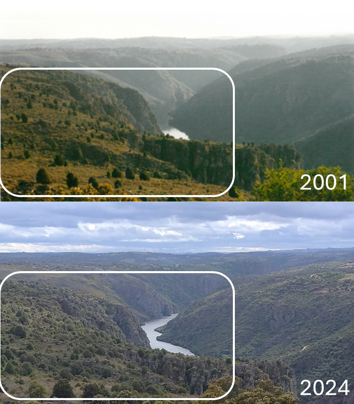 Bosque dominado por Juniperus oxycedrus L. desarrollado en pastizales abandonados (Fariza, Zamora; España), aspecto en 2001 y 2024