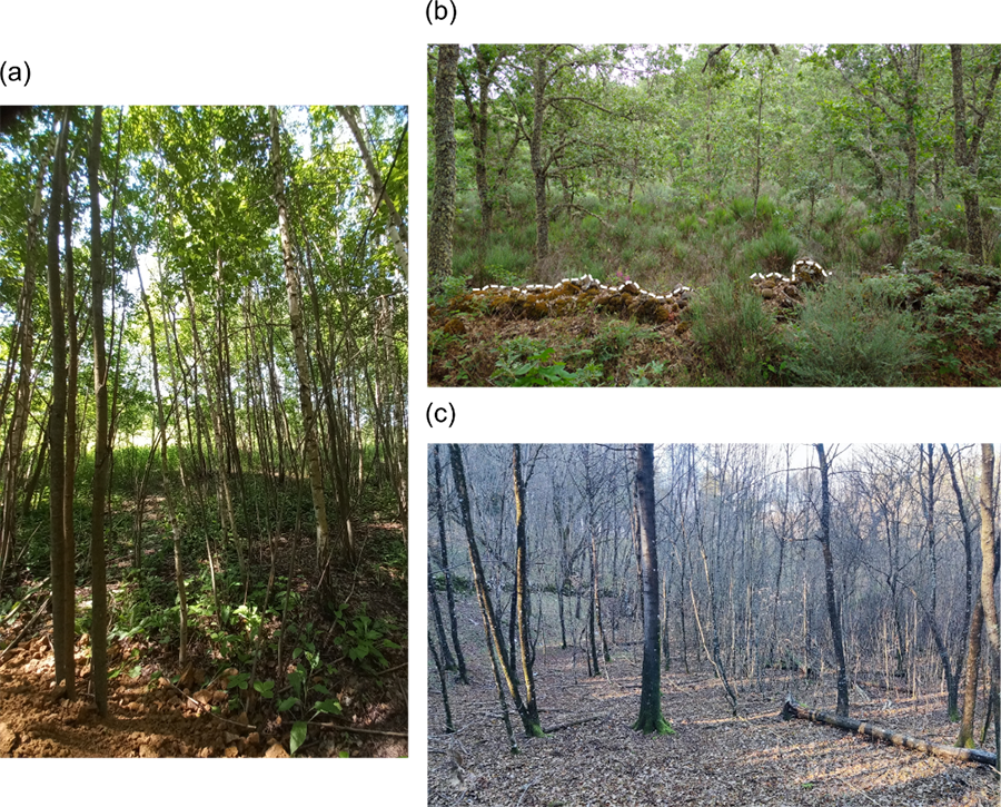 Aspecto de los nuevos bosques desarrollados en tierras agrarias abandonadas en Europa: bosque dominado por Betula pendula Roth. desarrollado en antiguos campos de cultivo (Región de Moscú, Rusia (a)) bosque dominado por Quercus pyrenaica Willd. desarrollado en un antiguo cultivo de fresas en Linares de Riofrío (Salamanca, España), 41-62 años después del abandono (b) (la línea discontinua indica el trazo del antiguo muro de piedra seca, aún distinguible, que delimitaba la parcela), bosque dominado por Ostrya carpinifolia Scopoli, 1772 y Q. humilis Mill. desarrollado en una antigua pradera de siega en el fondo de una dolina kárstica (Podgorski Kras, Eslovenia), 25 años después del abandono (c). Fotos: 