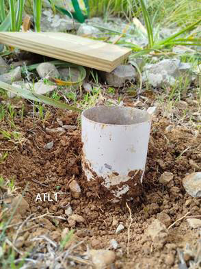 Toma de muestras de suelo superficial en olivares abandonados de la Serra Tramuntana (Mallorca, España). El suelo ha sido el compartimento del ecosistema más estudiado en términos de fijación de C durante la sucesión secundaria en tierras agrarias abandonadas en Europa. 