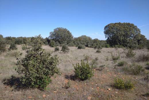 Encinas (Quercus ilex L.) colonizando un antiguo campo de centeno abandonado en Calzada de Tera (Zamora, España). La colonización vegetal de plantas leñosas en tierras agrarias abandonadas muestra un efecto de retraso (lag-effect), y suele tener lugar entre 15-20 años después del abandono. 