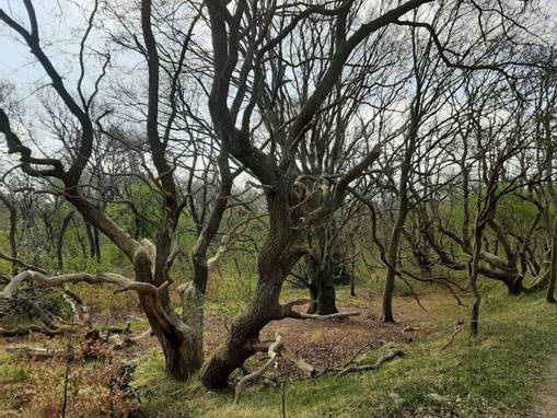 Aspecto a principios de primavera de un bosque dominado por Quercus robur L. desarrollado en un campo de cultivo abandonado en la Reserva Forestal Kifhoek (Países Bajos). Los suelos de textura fina, con una elevada proporción de limos y arcillas, favorecen la acumulación de C en el suelo y, de forma indirecta, en la biomasa