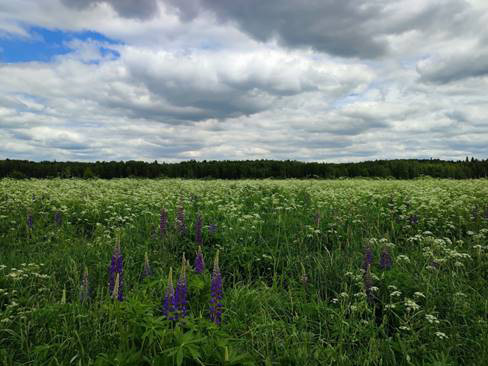 Pastizal dominado por Lupinus sp. desarrollado en un antiguo campo de cultivo en el Oblast Vladimir (Rusia). Las herbáceas aportan una gran cantidad de residuos vegetales al suelo superficial procedentes sobretodo de sus raíces, lo que contribuye a aumentar el contenido en materia orgánica y, por ende, la acumulación de C. Foto: www.pikarabu.ru. 