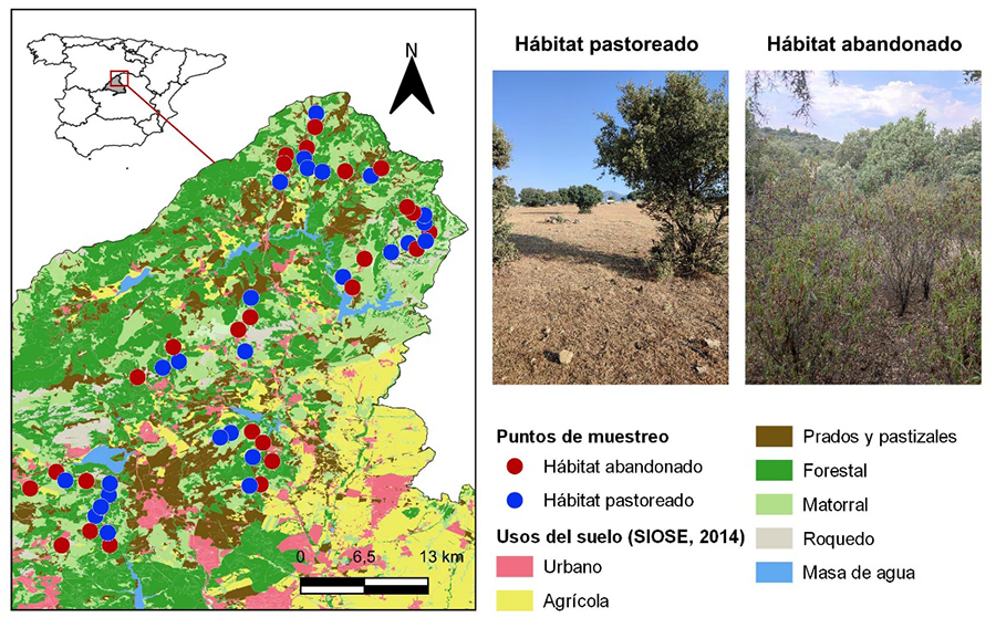 Distribución de los puntos de muestreo correspondientes a hábitats pastoreados (azul) y hábitats abandonados (rojo) en la vertiente sur de la Sierra de Guadarrama (Madrid, España). El mapa base muestra los principales usos del suelo según la base de datos SIOSE 2014. A la derecha, se incluyen imágenes representativas de cada tipo de hábitat.