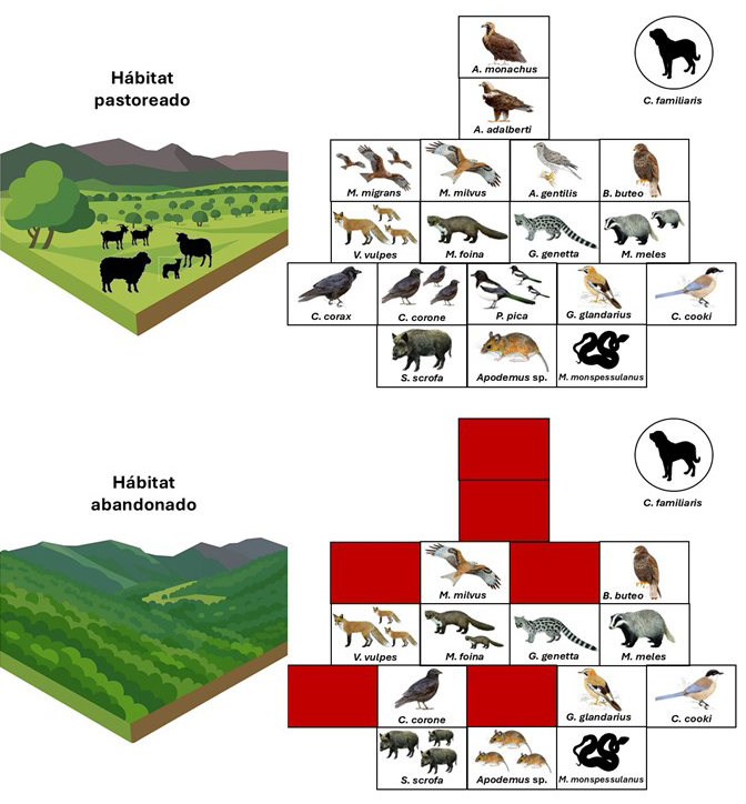  Esquema ilustrativo de los cambios observados en la composición de especies de vertebrados necrófagos en hábitats ganaderos sufriendo procesos de abandono