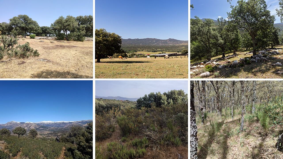  Ejemplos de parcelas pastoreadas (arriba) y parcelas abandonadas (abajo) incluidas en el estudio. Las imágenes ilustran la heterogeneidad de microhábitat dentro de cada tipo de hábitat.