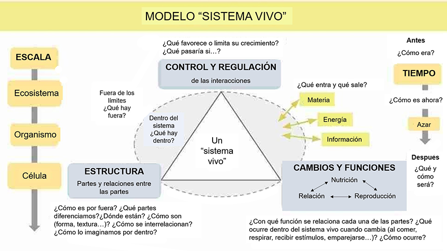 Representación gráfica del modelo escolar “sistema vivo” aplicable a diferentes escalas (célula, organismo y ecosistema)