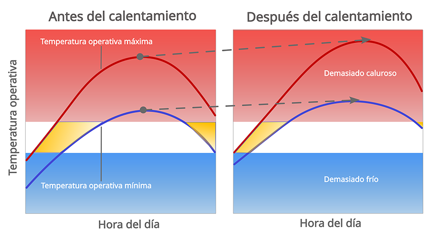 Con calentamiento, el horario de actividad de los ectotermos se reduce, lo que limita el tiempo que los organismos pueden dedicar a obtener la energía necesaria para la reproducción. A la larga, se puede conducir al colapso poblacional y a la extinción. La imagen muestra el aumento en las temperaturas operativas mínimas y máximas (líneas azules y rojas, respectivamente) y la consecuente reducción en los umbrales térmicos de actividad (zonas ámbar) en un escenario de calentamiento. Modificado de Huey et al. (2010).