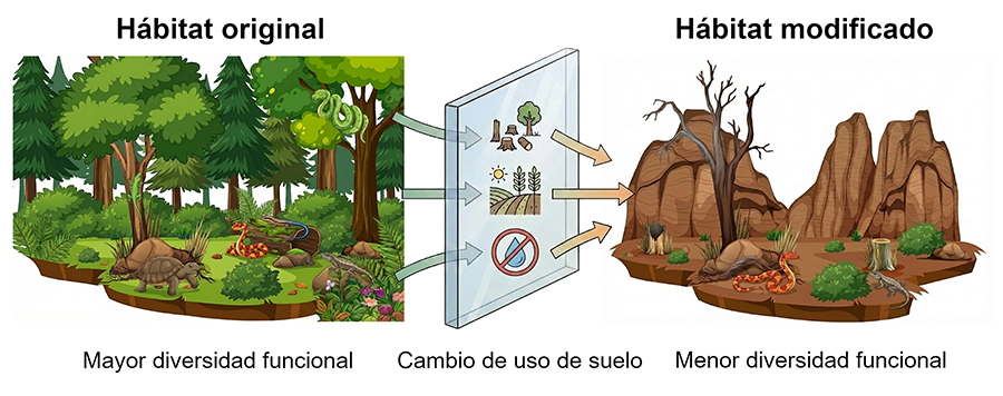  El cambio de uso de suelo actúa como filtro ambiental que modifica las condiciones biofísicas de los hábitats, tales como la radiación solar, la temperatura y la disponibilidad de agua. Este proceso selecciona a las especies más tolerantes al estrés térmico y a la deshidratación, lo que resulta en una pérdida de diversidad funcional