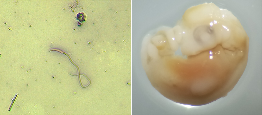La temperatura influye fuertemente en la maduración espermática y el desarrollo embrionario de los reptiles. Izquierda: espermatozoide de Sceloporus cozumela; derecha: embrión de S. exsul.