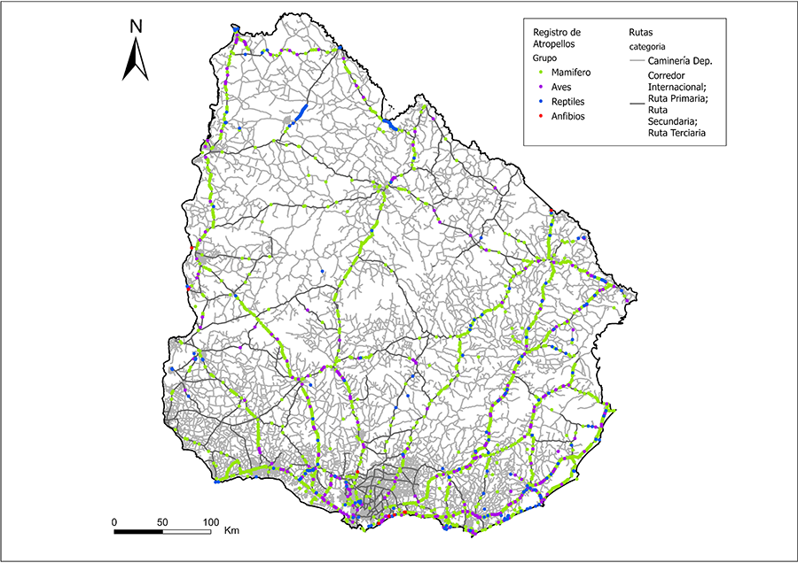 Distribución espacial de los registros de atropello en el área de estudio, categorizados por grupo taxonómico (mamíferos, anfibios, aves y reptiles)