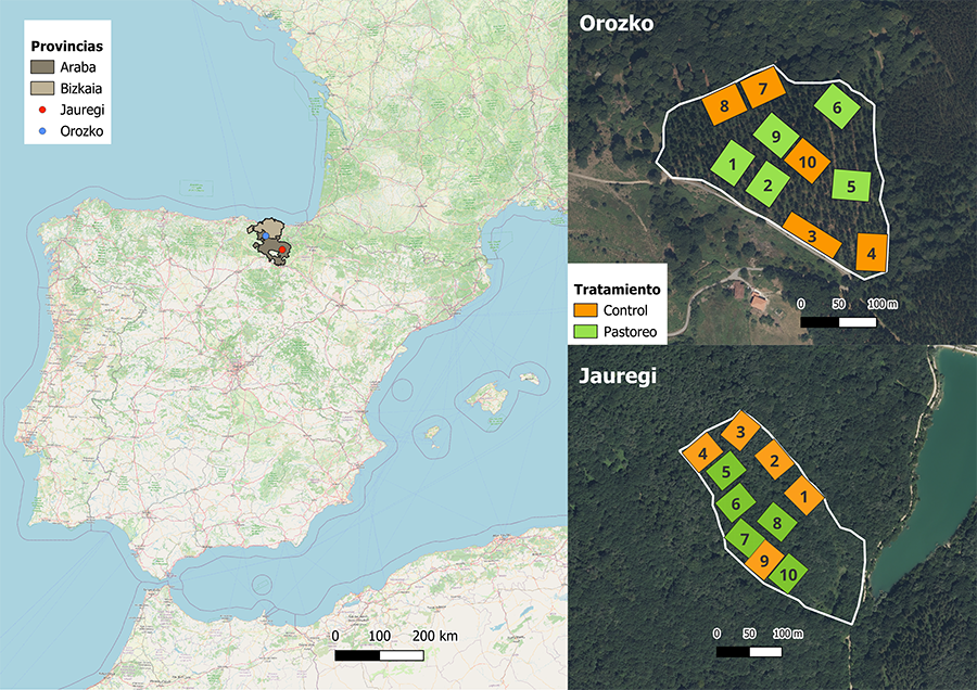 Izquierda: mapa de la península ibérica (OpenStreetMap, 2026) con las provincias de Bizkaia (gris claro) y Araba (gris oscuro) resaltadas, y las áreas demostrativas de Orozko (azul) y Jauregi (rojo) marcadas. Derecha: mapa de las áreas demostrativas de Orozko (arriba) y Jauregi (abajo) con las parcelas de control en naranja y las de pastoreo en verde 