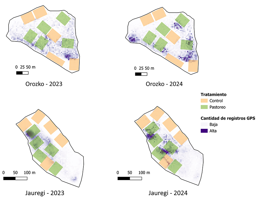  Mapa de la cantidad de registros GPS de los vallados virtuales en Orozko y Jauregi, en 2023 y 2024. En naranja las parcelas control y en verde las parcelas de pastoreo. Las celdas en morado oscuro indican un mayor número de registros GPS del ganado.