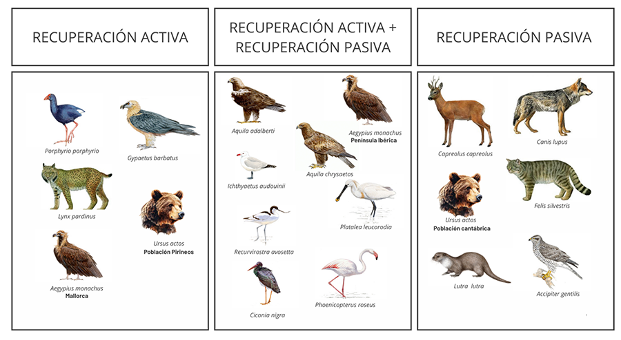 Clasificación de las especies que contaron con predicciones en los años 70 en función de la influencia predominante de la recuperación activa (translocaciones y acciones de conservación de especies o espacios), de la recuperación pasiva (disminución de la persecución directa, cambios en los usos del suelo) o de ambas
