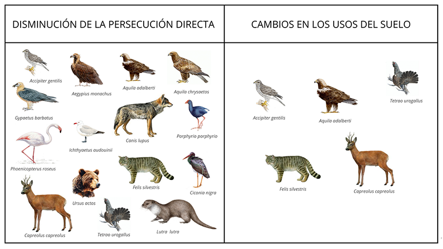 Clasificación de las especies con fallos de predicción en los que el despoblamiento rural tuvo una relevancia predominante para explicar el fallo de predicción indicando qué tipo de influencia tuvo el abandono rural. Aquellas especies para las consideramos que tanto la disminución de la persecución directa como los cambios en el uso del suelo tuvieron una gran influencia se categorizaron en ambos apartados