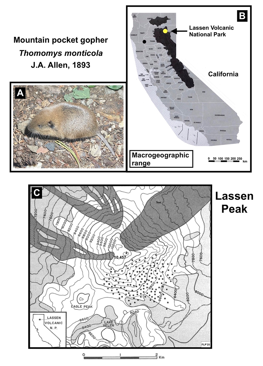 Adult Mountain pocket gopher (Thomomys monticola) J.A. Allen, 1893. Image licensed under Creative Commons, CC by-nc 4.0. Rights holder: wyattherp, identifier: https://inatu.../photos/316515692. See gbif.org/occurrence/5154560433. B) Macro-geographical distribution of the mountain pocket gopher (Thomomys monticola) in California; location of Lassen Volcanic National Park is shown. Scale in km. Data adapted from Zeiner et al., 1990. County map from California counties: map1.gif, image in Public Domain, author Thadius856 (see licence). C) Inset: Location of Lassen Volcanic National Park. Lassen Peak; dark shading shows mountain sections recently affected by volcanic activity; details adapted from Williams (1932). Light shading indicates approximate extent of subalpine forests; small asterisks indicate areas of pocket gopher habitat. Base maps: Lassen Peak, Manzanita Lake, and Mt. Harkness (1956), and Prospect Peak (1957). U.S. Geological Survey, 15’ quadrangles, 1:62,500. Elevations in feet, contour interval: 200 feet, scale in km. 