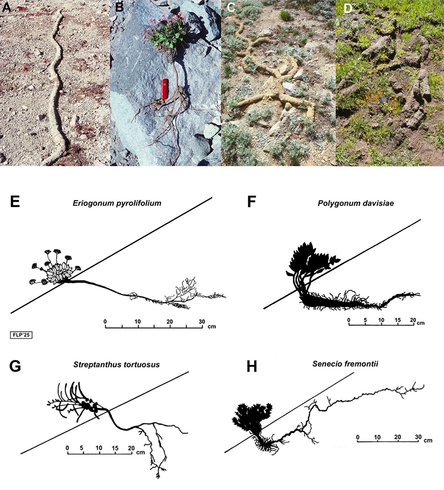 Examples of areas and plants associated with pocket-gopher activity. A) Fine-soil winter castings built under the snow cover—recently disappeared, after late-summer thawing—on a gravelly-sand area with abundant, small Eriogonum pyrolifolium rosettes; mid-slope S talus, ~2915 m elevation, ~29° slope angle. Photo: Cal-83-565, Sep. 20, 1983. B) Freshly excavated, ~66-cm-long individual of Eriogonum pyrolifolium, mid-slope S. Roots: ~43 cm long; foliage surface rosette: ~23 cm tall; pocket knife: 8.5 cm. Photo: Cal-90-506, July, 24, 1990. C) Winter castings in an area with dense Lupinus obtusilobus growth, basal SE talus, ~2755 m elevation, ~31° slope angle. Diameter of individual castings: ~7-10 cm; photo shows an area ~150 cm wide. Note persistent avoidance behavior of gophers, burrowing around larger stones. Photo: Las-86-58, August 27, 1986. D) Disintegrating winter castings near Crumbaugh Lake, 2210 m, LVNP; lens: 5.5 cm diameter. Photo: Las-90-734, July 30, 1990. Note the darker color and finer texture of the soil castings in the basal slopes (C, D). E-H) Plant architecture and root-system diagrams created from photos and field sketches; inclined lines represent fine-grained talus surfaces. Scales are in cm (note the differing scale for H). 