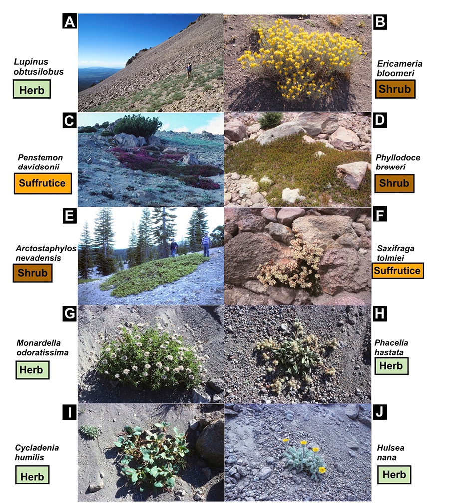 Examples of plant species utilized by pocket gophers; plant life forms are indicated
