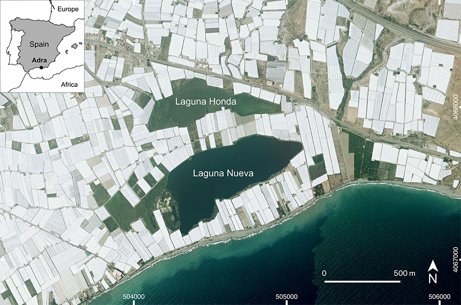 Location of the Albuferas of Adra wetland complex, surrounded by
intensive greenhouse agriculture
