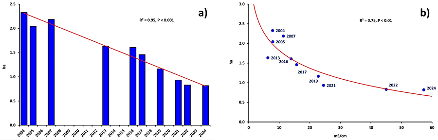 (a) Evolution of the surface (ha) covered by the reed beds in the western end of Laguna Nueva from 2004 to 2024. (b) Relationship between surface covered by the reed beds in the western end (ha) and average annual EC in the water (mS/cm) of Laguna Nueva from 2004 to 2024.